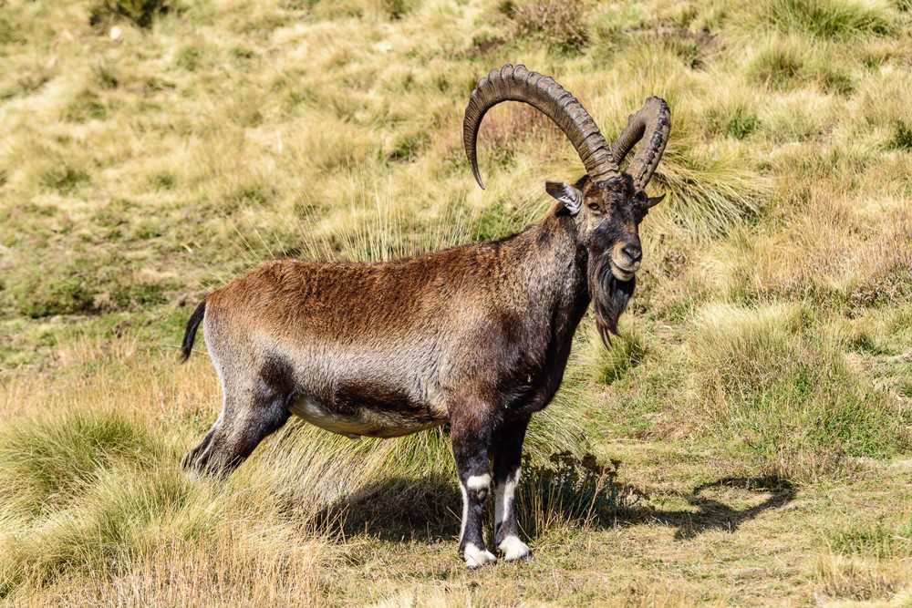 The Critically Endangered walia ibex ©Ken Haley
