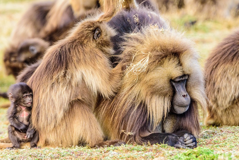 Gelada monkeys keep up appearances ©Ken Haley