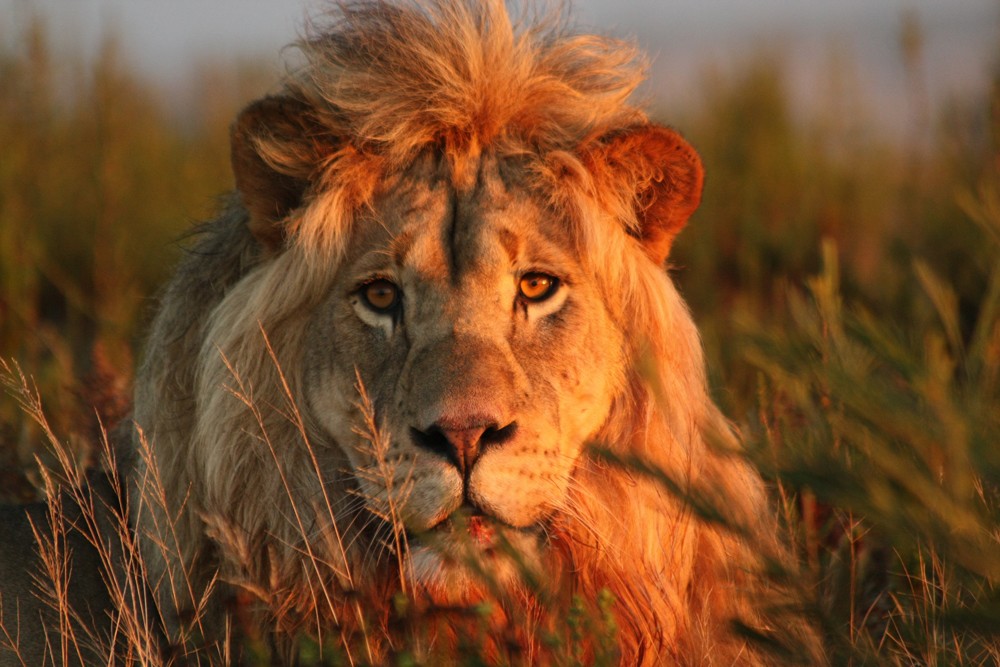 gondwana-game-reserve-lion