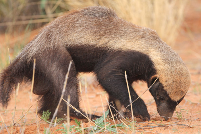 A Honey Badger Is The Star Of The Show In The Kgalagadi Africa Geographic 