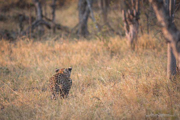 leopard-hunt - Africa Geographic