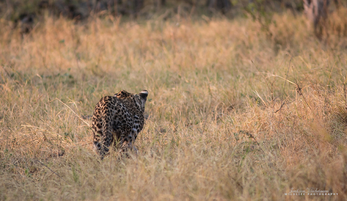 A fistful of feathers for a young leopard - Africa Geographic