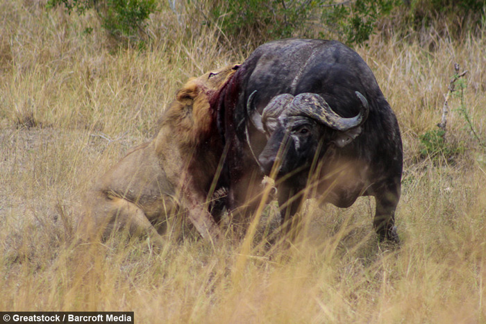 Net Indbildsk Kollektive lion-attacks-buffalo - Africa Geographic