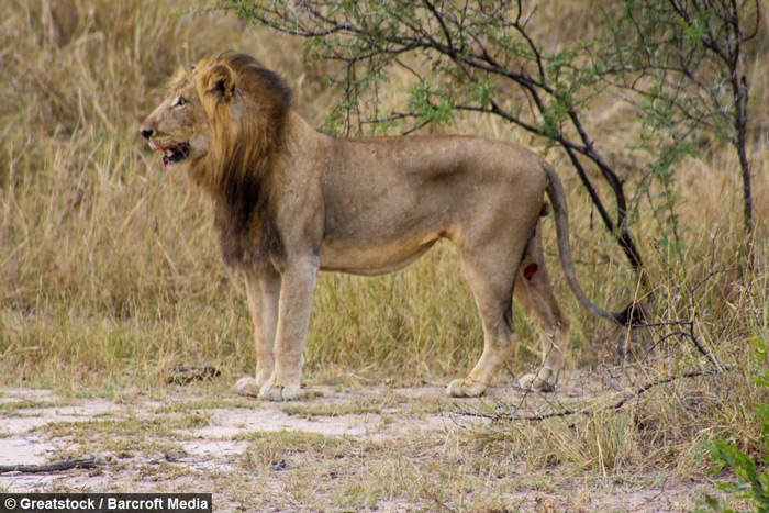 lion-kruger - Africa Geographic