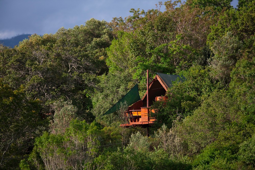 louries-nest-treehouse-teniqua-treetops