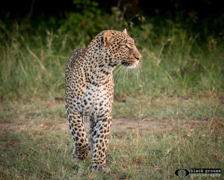 Video: Wild and wonderful Kenya - Africa Geographic
