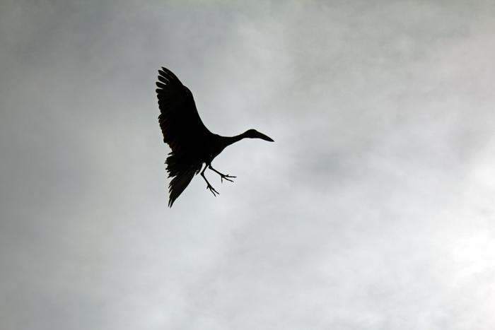 nile-river-birds-uganda - Africa Geographic