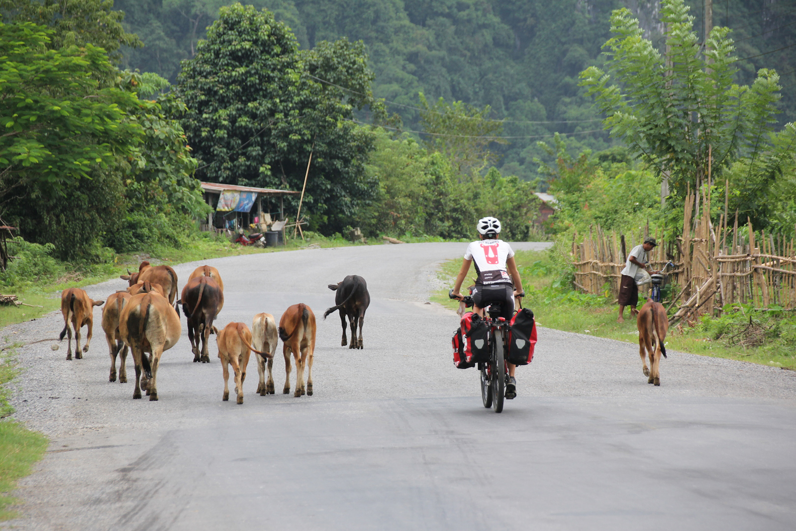 cycling-asia-cows-buy-no-rhino