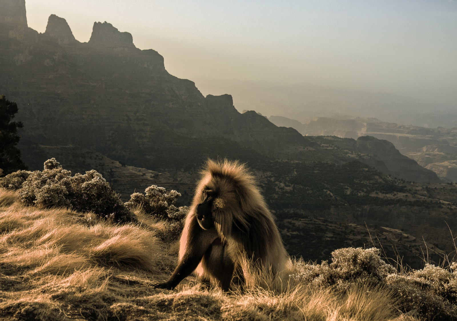 A gelada monkey sits pretty in the Simien Mountains ©Limalimo Lodge