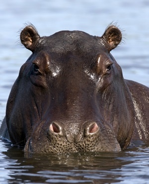 Woman killed by hippo in Limpopo while fishing - Africa Geographic