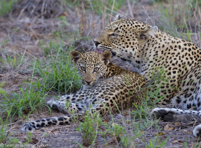 Searching for leopards on a solo safari - Africa Geographic