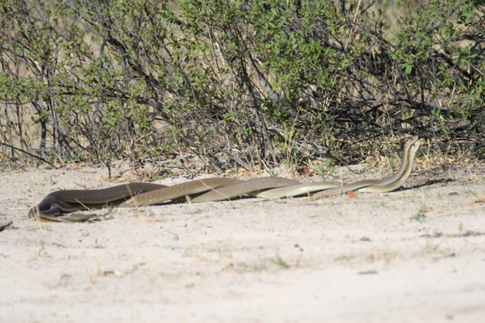 Mating Black Mambas Caught In The Act Africa Geographic 