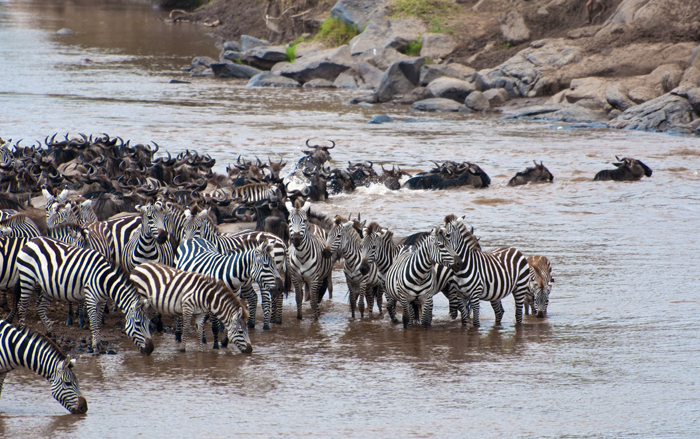 migration-zebra - Africa Geographic