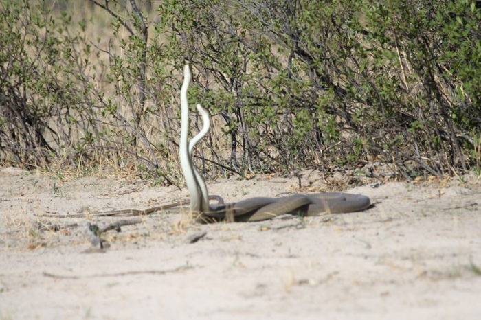 Mating Black Mambas Caught In The Act Africa Geographic