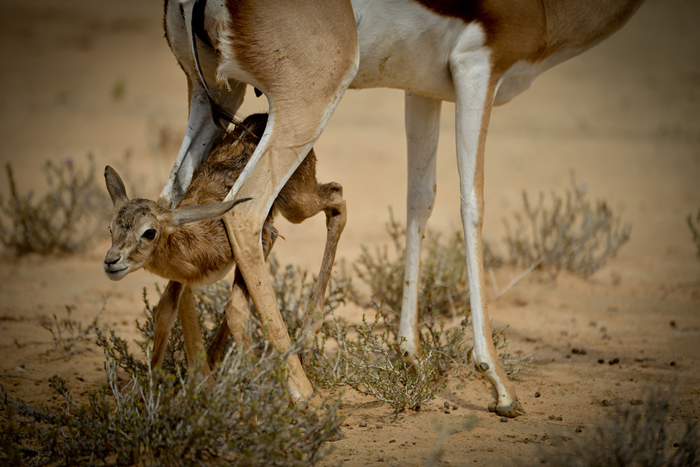 Best safari in africa 