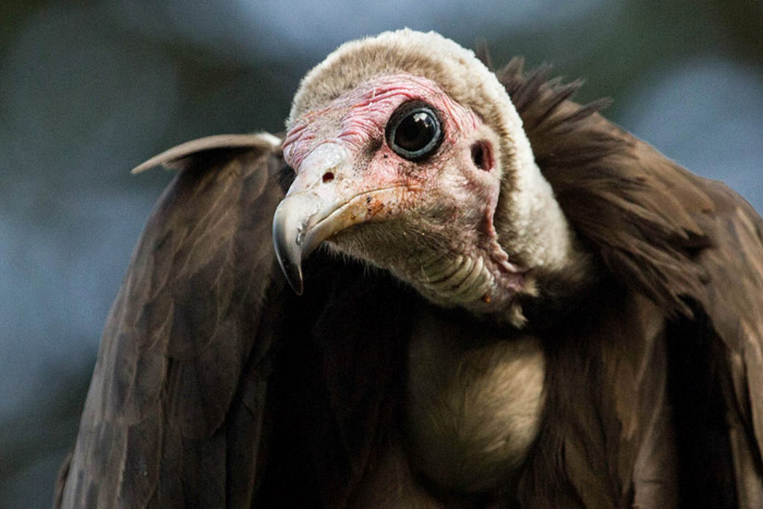 vulture - Africa Geographic