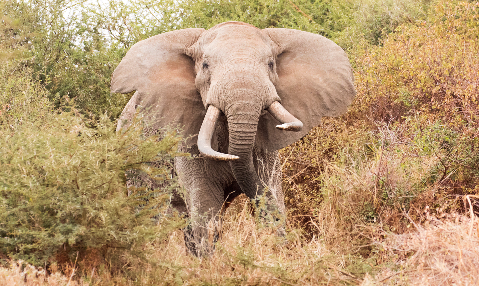 Incredible pictures show heavily protected 50-year-old elephant with giant  tusks each weighing 100lb