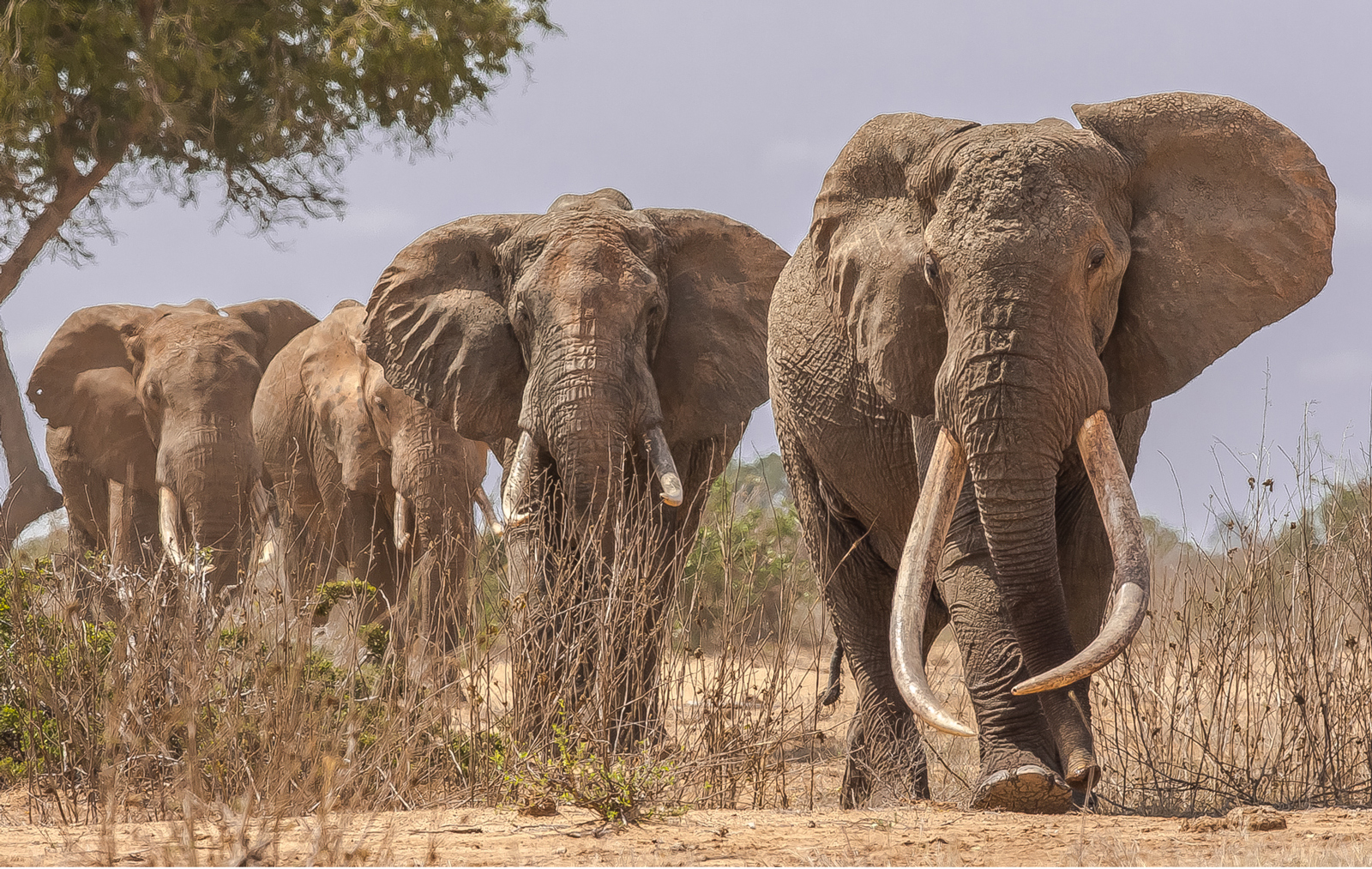 Africa's Big Tuskers - Africa Geographic