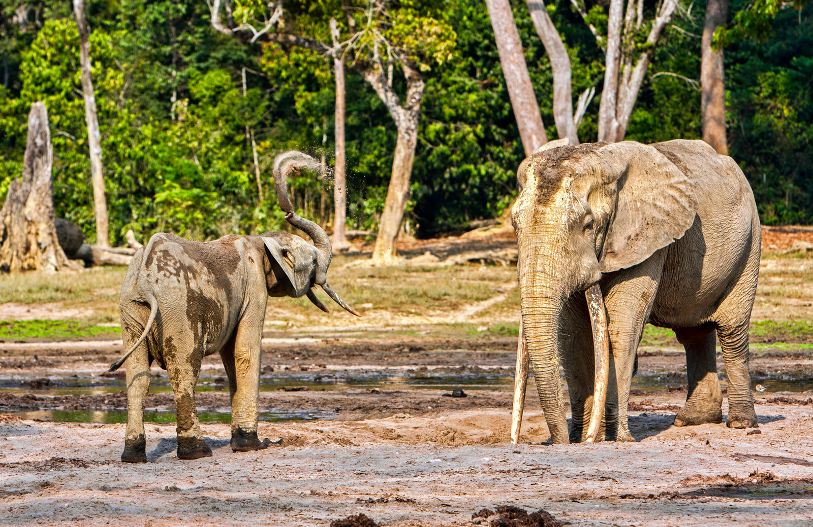 Last of the Big Tuskers - elephant trailer 