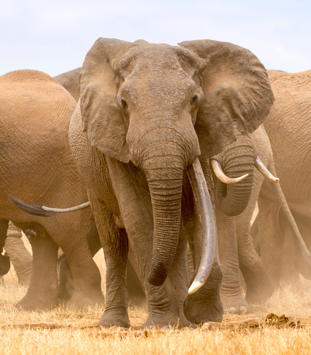 largest elephant in the world on record