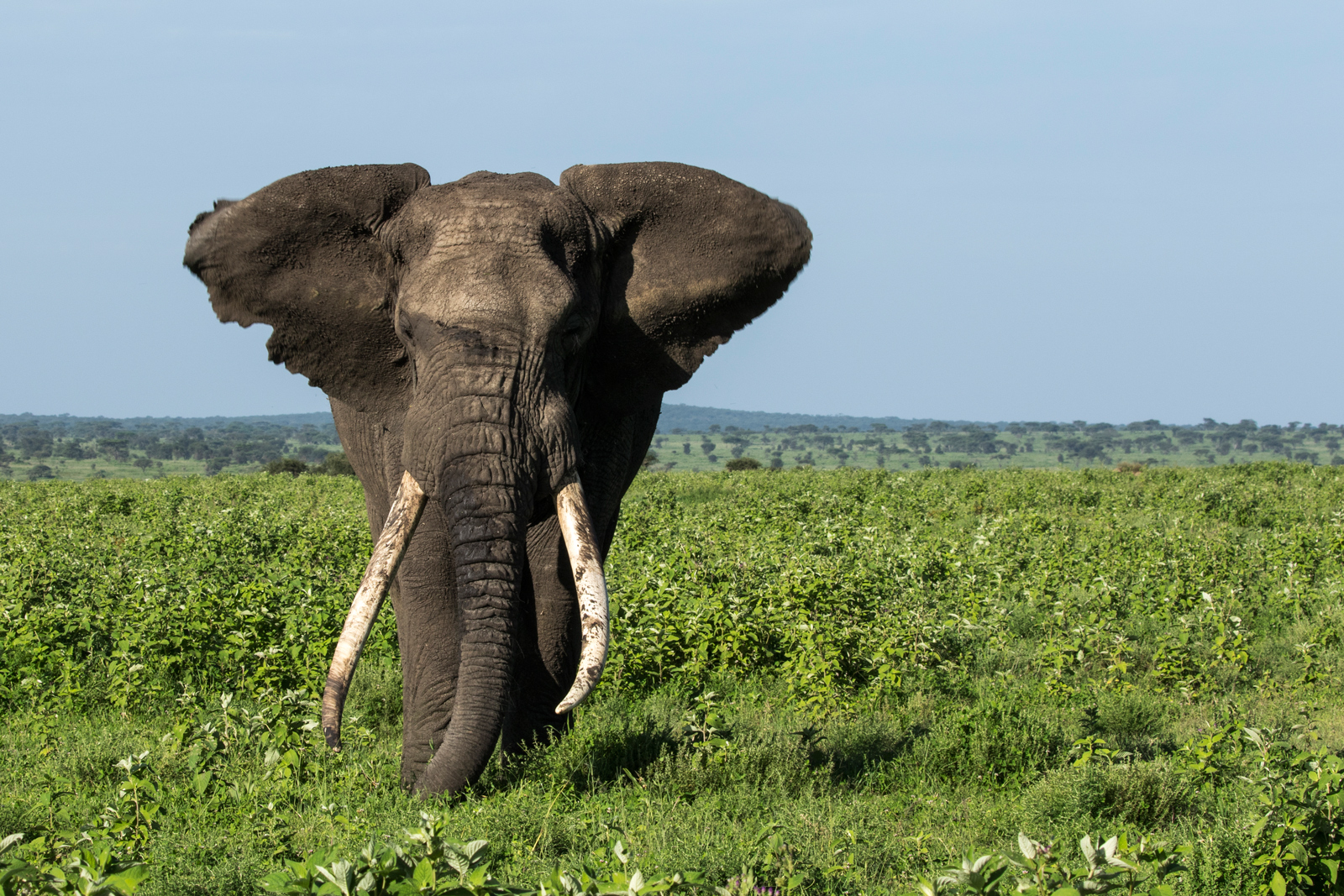 Africa's Big Tuskers - Africa Geographic