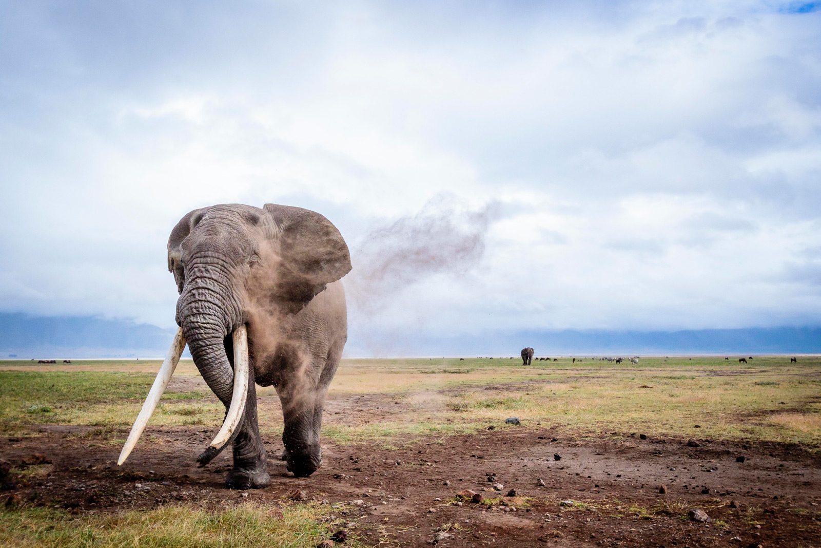 Africa's Big Tuskers - Africa Geographic