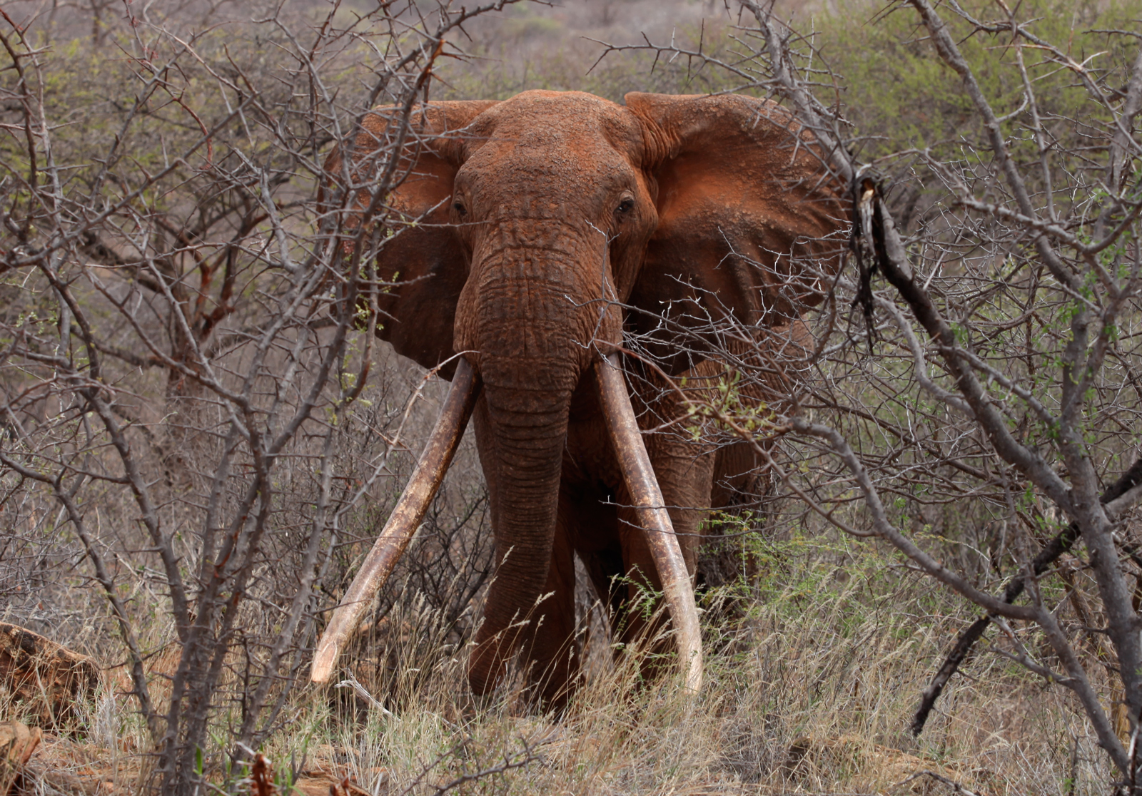 Largest Elephant In The World On Record