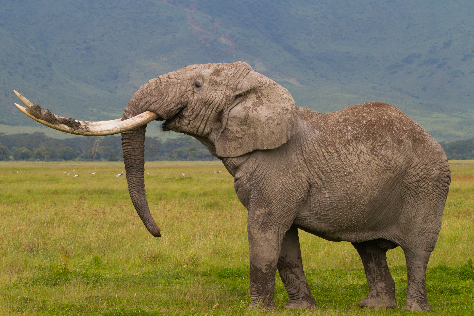 Ageing elephant with giant tusks each weighing 100lb covers itself