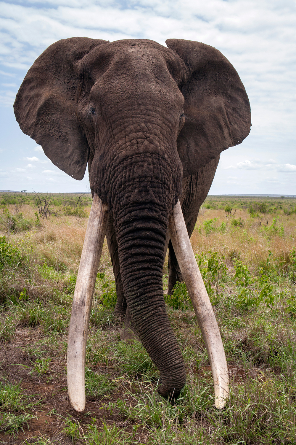 Incredible pictures show heavily protected 50-year-old elephant with giant  tusks each weighing 100lb