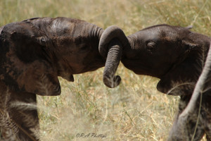 Three facts you didn't know about elephant trunks - Africa Geographic