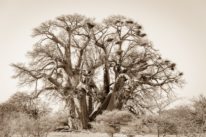 Chapman's baobab