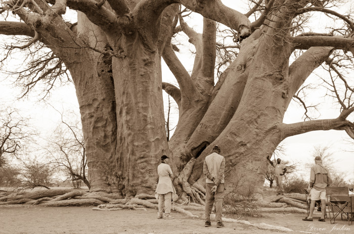 Chapman's baobab