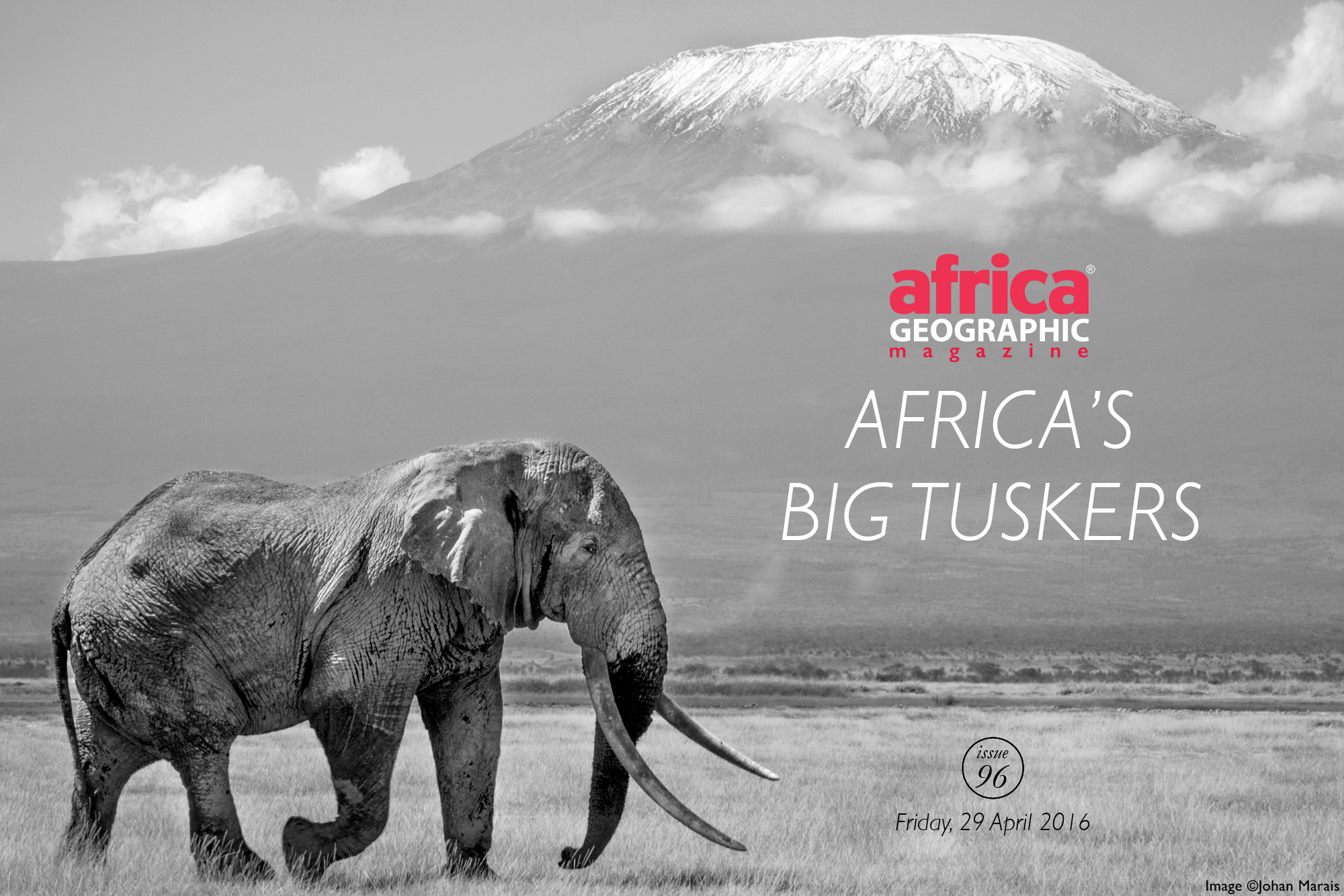 Africa's Big Tuskers - Africa Geographic