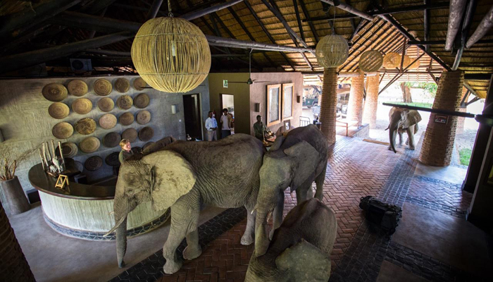 Video: Elephants find a short-cut through Mfuwe Lodge - Africa Geographic