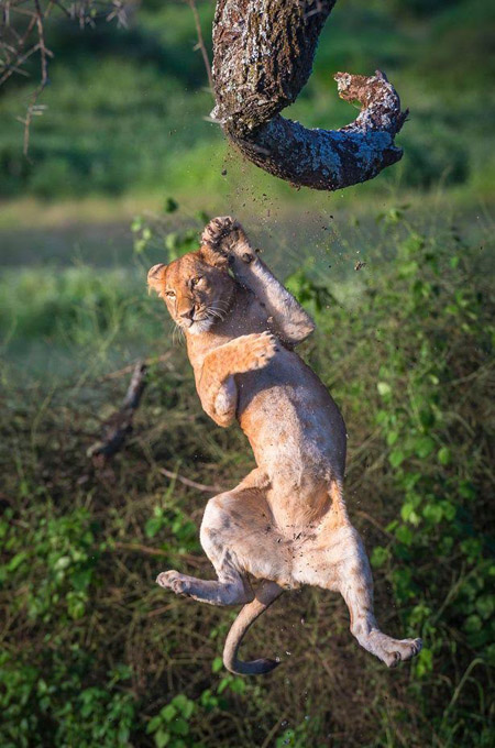Why clumsy lions shouldn't climb trees - Africa Geographic