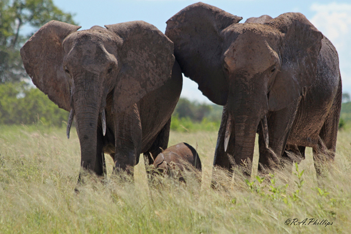 Three facts you didn't know about elephant trunks - Africa Geographic