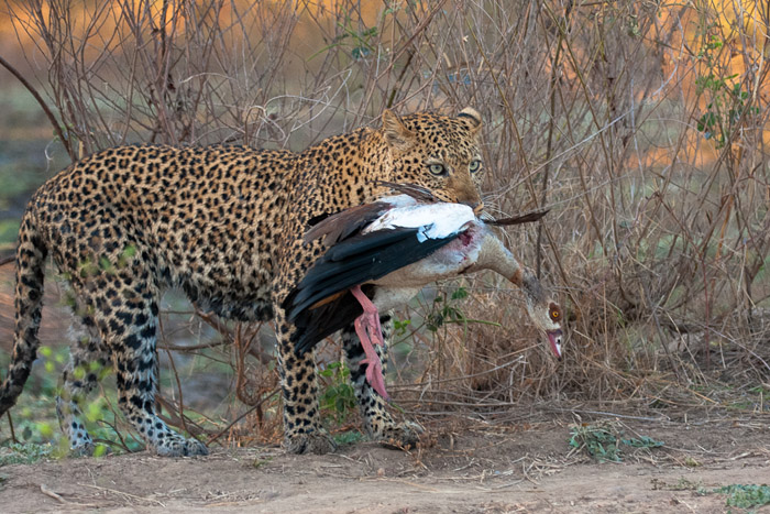 In memory of a legendary leopard - Africa Geographic