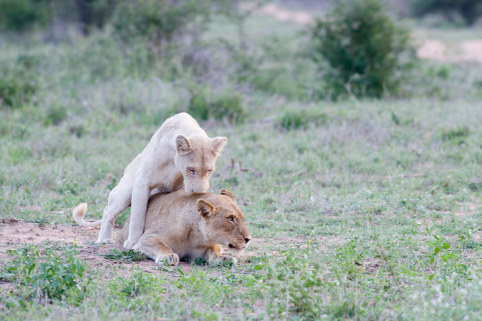 white lions