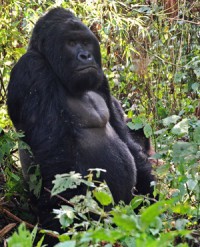 gorilla virunga gorillas hydropower bukima martell