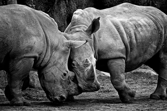 Pilot project to protect rhinos announced - Africa Geographic