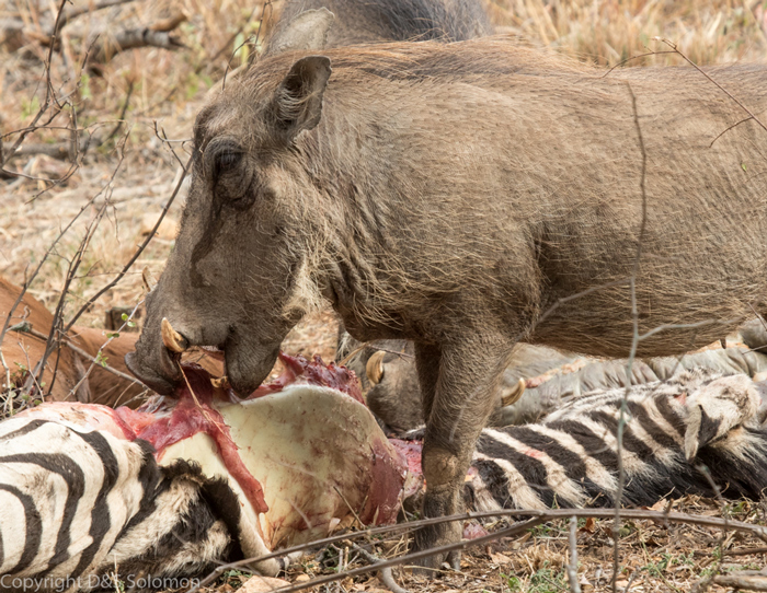 Video Hungry warthog eats zebra - Africa Geographic