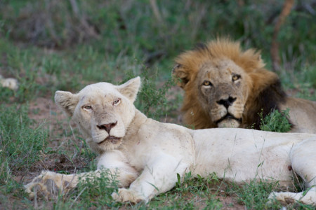 Video: rare footage of white lions mating - Africa Geographic