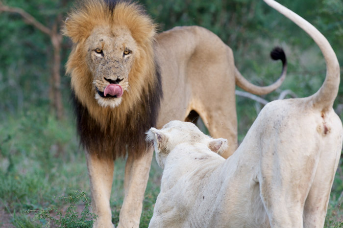 white lions