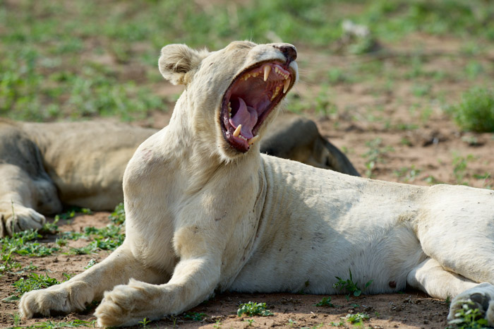 white lions