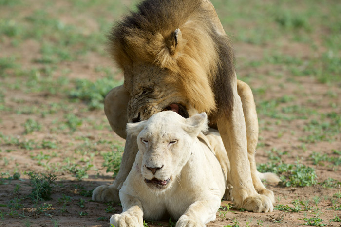 Video Rare Footage Of White Lions Mating Africa Geographic 