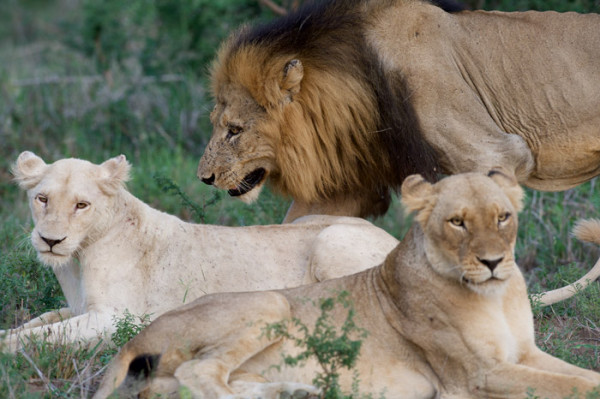 White Lions Timbavati Africa Geographic