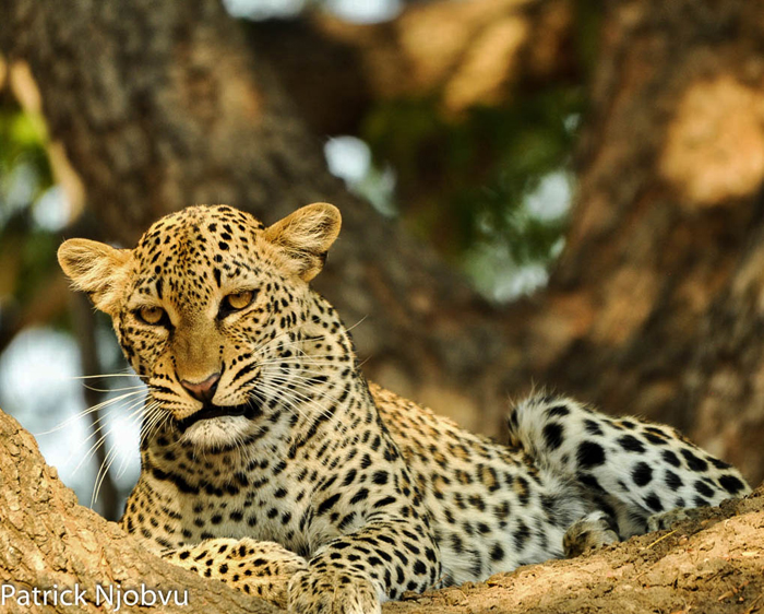 Leopard family bonds hold strong - Africa Geographic