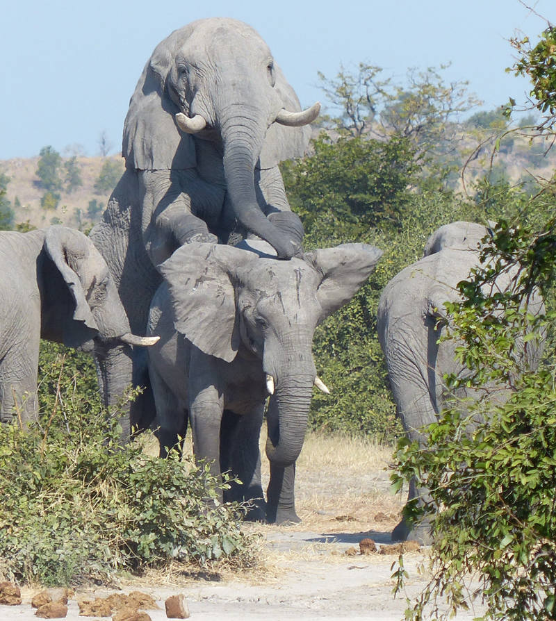 Mating elephants get busy on safari - Africa Geographic