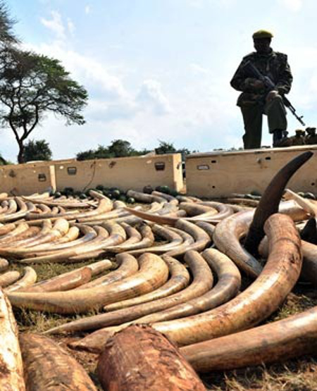 News-Elephant Tusks - Africa Geographic