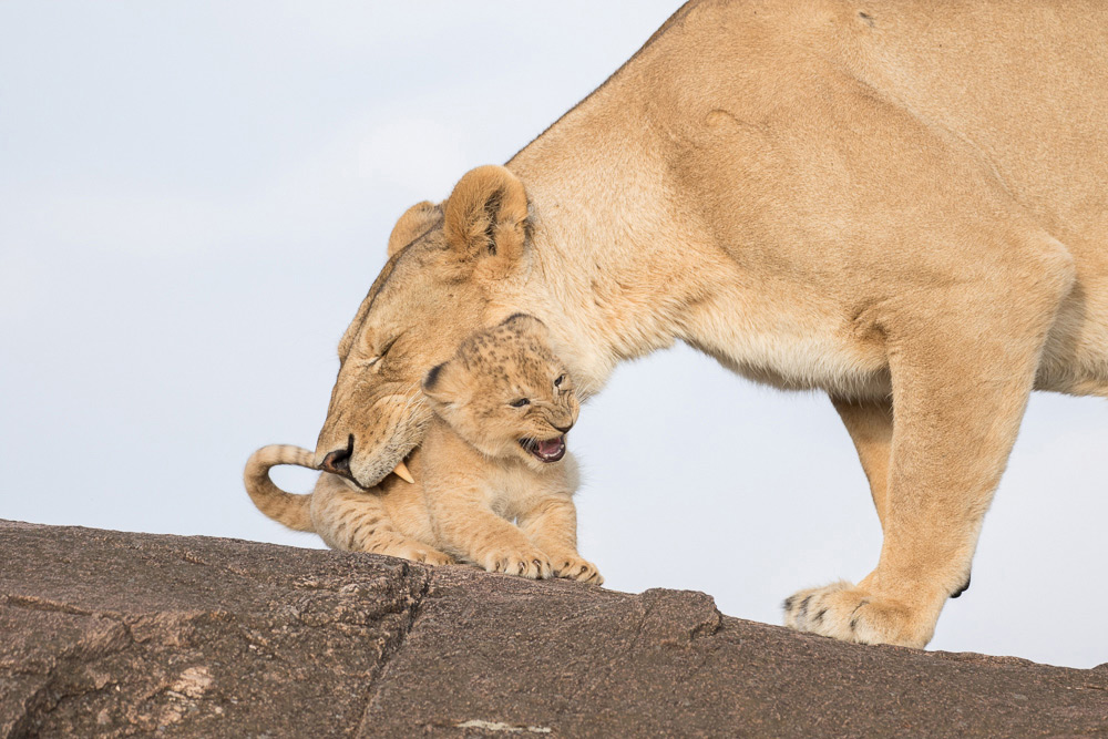 Look at the face of this little cub in the Maasai Mara ©Robyn E Preston